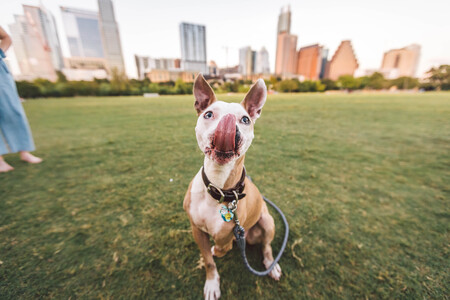 Entry image for Trooper . Clicking this image will show a larger photo