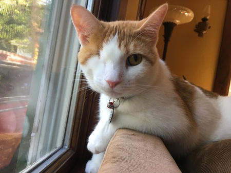 Entry image for Ollie . Clicking this image will show a larger photo