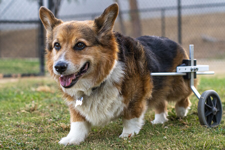 Entry image for Porter. Clicking this image will show a larger photo