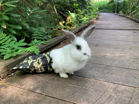 Entry image for Jack In The Bag. Clicking this image will show a larger photo