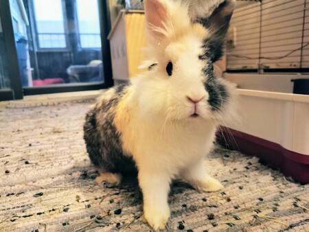 Entry image for Napolitain. Clicking this image will show a larger photo