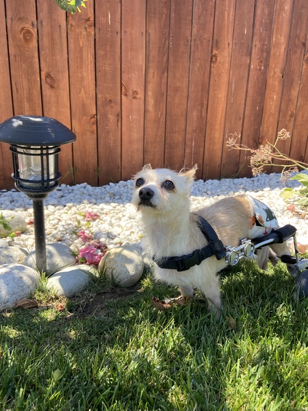 Entry image for Peewee. Clicking this image will show a larger photo