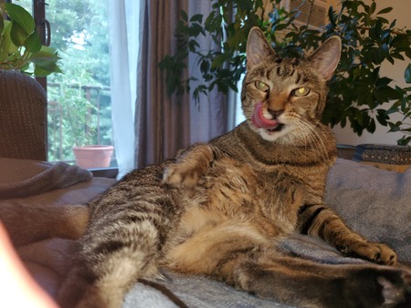 Entry image for Babycakes. Clicking this image will show a larger photo