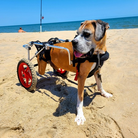 Entry image for Bailey. Clicking this image will show a larger photo