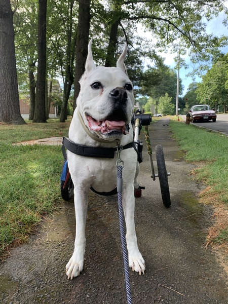 Entry image for Chance. Clicking this image will show a larger photo