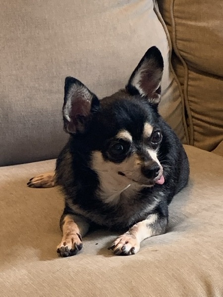 Toby