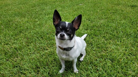 Phoebe