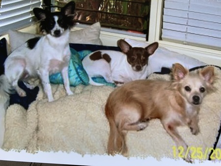 Missy, Koa, Girlie