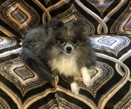 Sophie