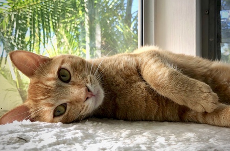 Mochi