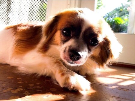 Daisy