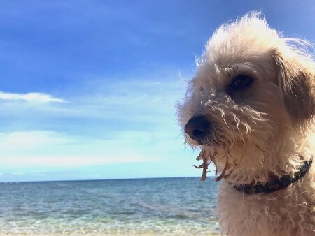 Muttzarella