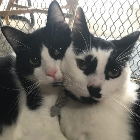 Maverick & Goose