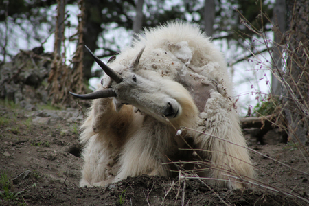 Mountain Goat