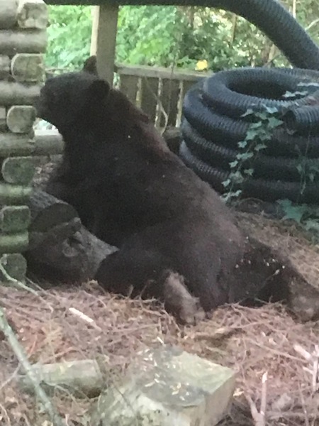 Lazy bear