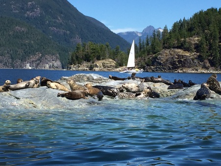 Seals in Desolation Sound