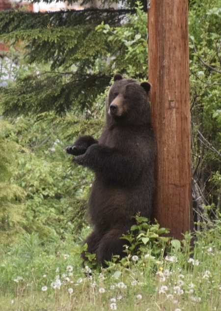 Back scratching Grizzly