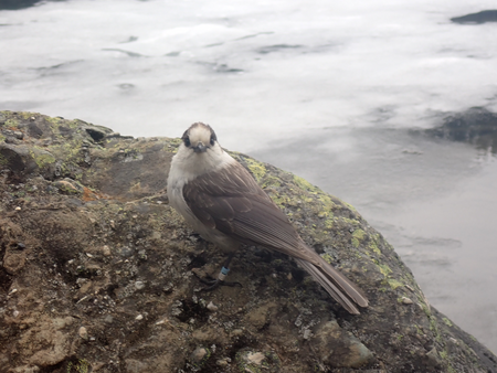 Canada’s national  bird