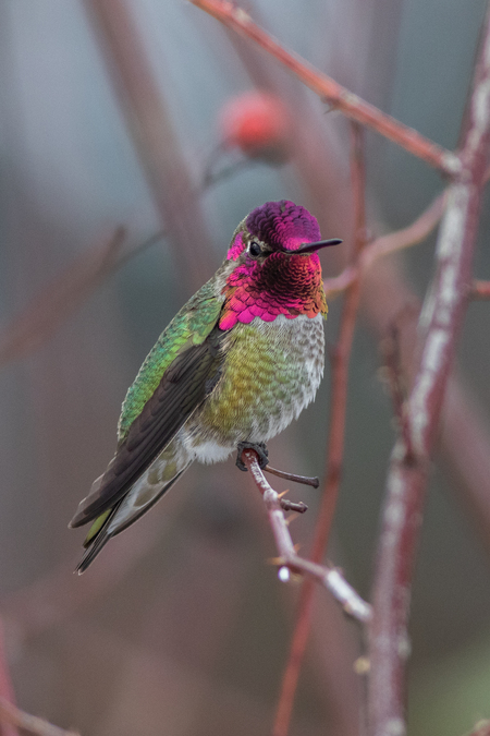 Anna's Hummingbird