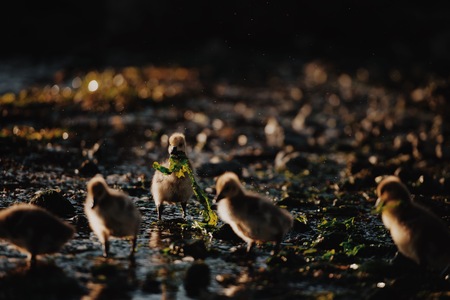 Baby gosling eats seaweed