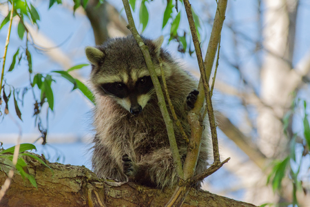 Peering Bandit