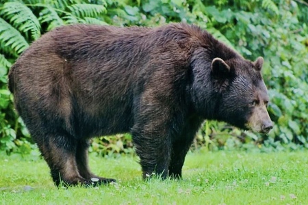 Port Coquitlam Bear