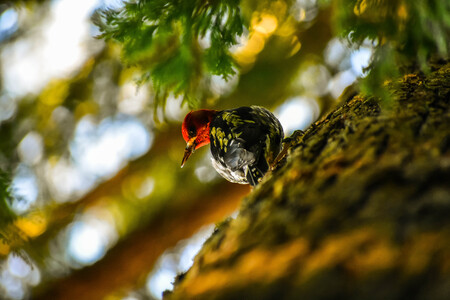 Red-breasted sapsucker