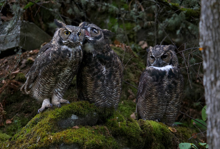 Sweet Nothings ( 3 Great Horned Owls )