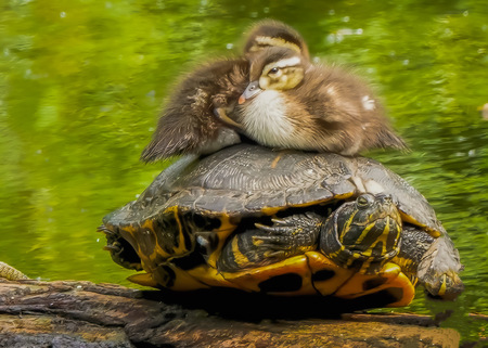Keeping Warm on Turtles Shell