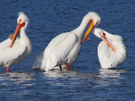 Spring Visitors