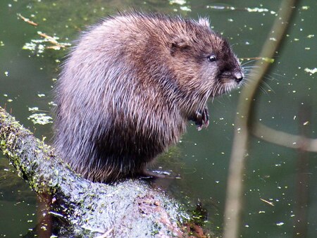 Muskrat at pond.