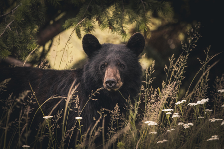 Glare of the Black Bear