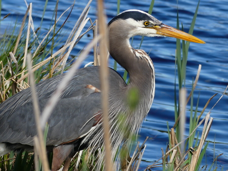 Blue Heron Stalk 