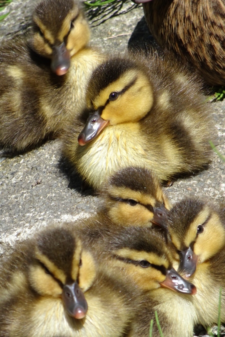 Ducklings