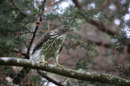 Goshawk protecting Dinner