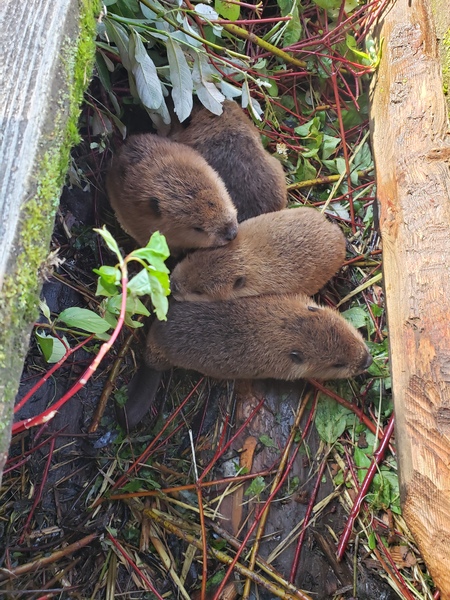 Baby beavers # 2