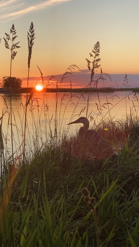 Heron @ Garry Point