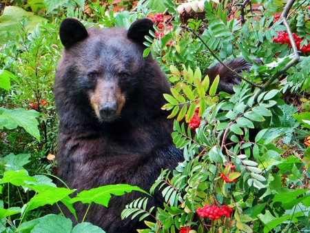 Backyard Bear Stare