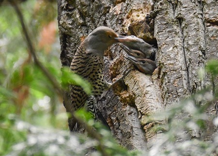 Northern Flickers