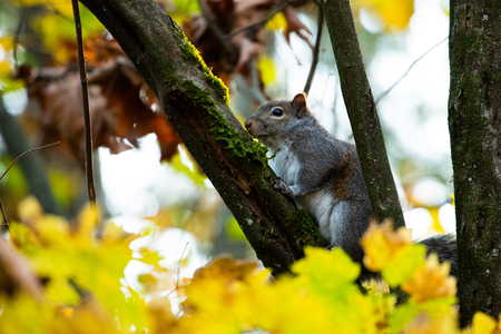 A Proper Good Squirrel 