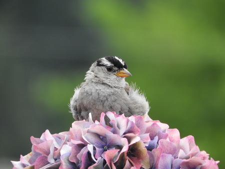 White Crowned Sparrow