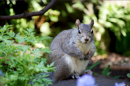 Urban Squirrel