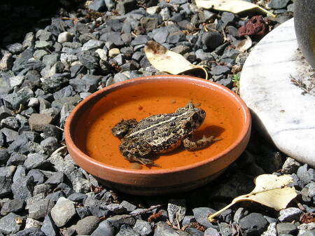 Western toad