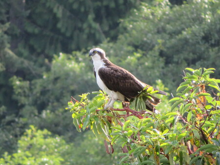 Osprey on Arbutus Tree