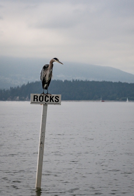 Heron with rocks sign