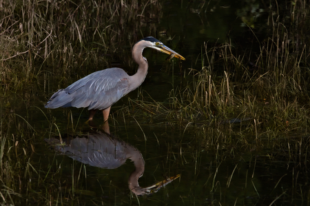 Reflection of  a Hunter