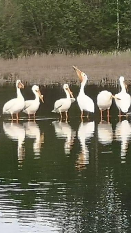 Pelicans arrival