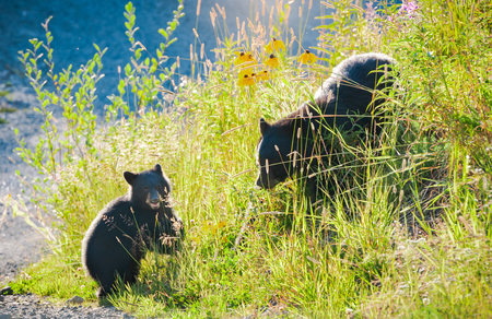 Bears in golden sun