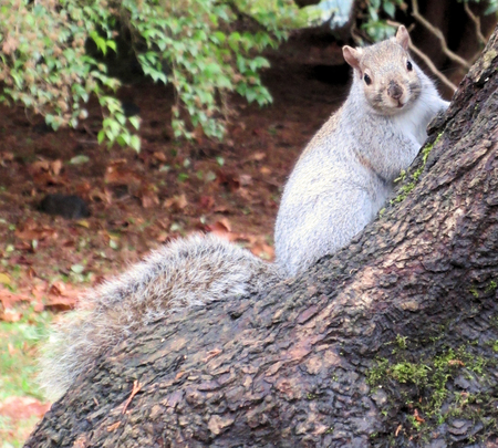 Chubby Squirrel