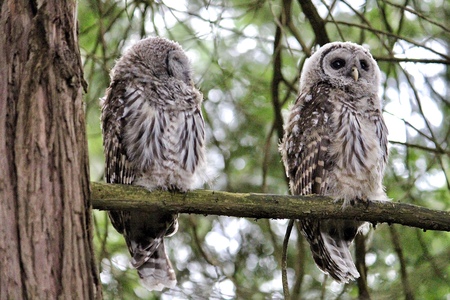 Sleepy Owls